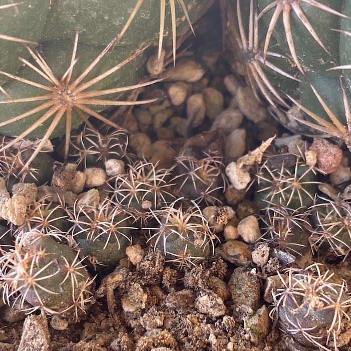 Tiny cacti clustered around the base of a larger plant