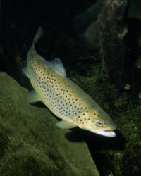 Brown trout underwater
