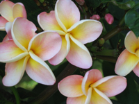 Frangipani flowers, pale pink with a light yellow centre