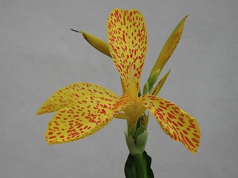 Canna flower, yellow spotted with red