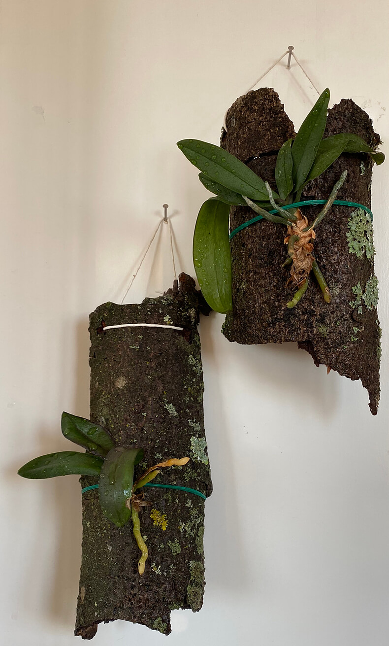 small phalaenopsis orchids freshly mounted on bark