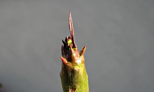 Very young leaves on frangipani branch tip