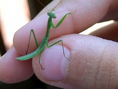 A tiny green praying mantis held in someone's hand