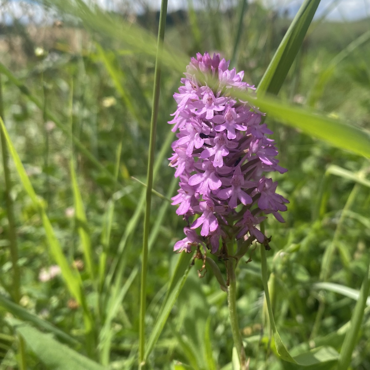 Pyramidal orchid flowers among grass leaves