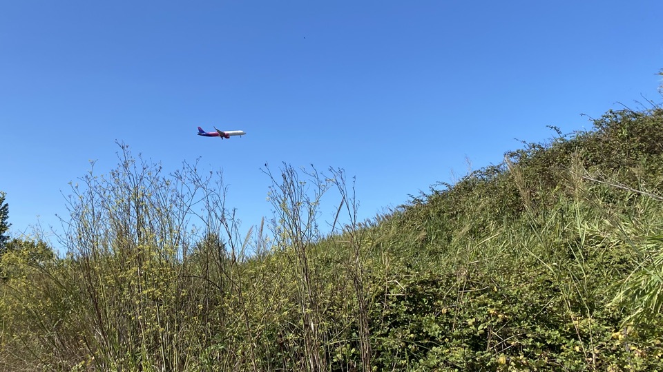 A plane descending against a clear blue sky with the top of a dyke running diagonall down from the right and tall wild fennel plants in the foreground 