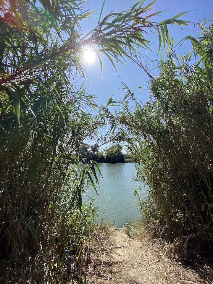 Tall miscanthus grass arches over a brown path with a view onto the Tiber. The sun is high in the sky 