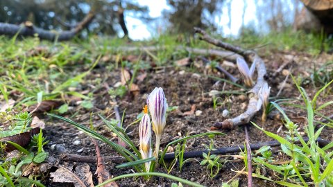 Two crocus flowers, barely open, seen from ground level
