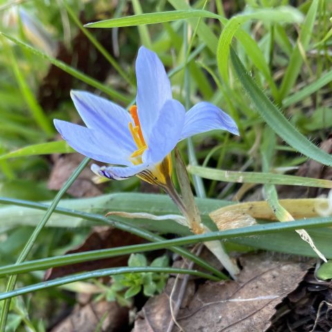 Single crocus flower, showing the yellow anthers and orange stigma