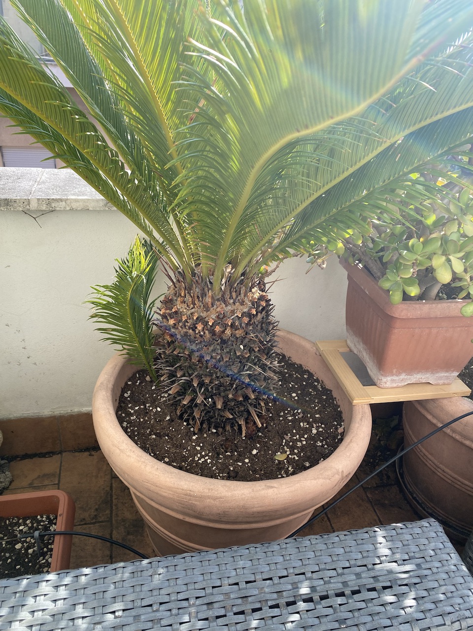 Cycad four weeks later, the leaves much greener