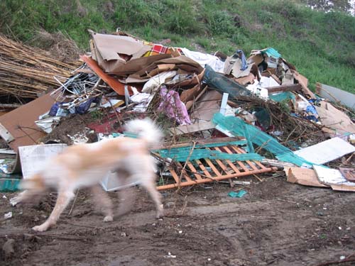 My dog walking past a slightly smaller pile of debris
