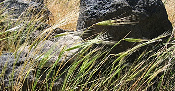 Ripe seedheads of wild einkorn, wild emmer and Aegilops species, looking very like wheat