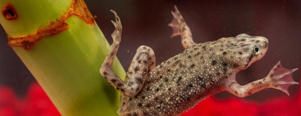 African dwarf frog underwater, holding onto a green stem with one foot