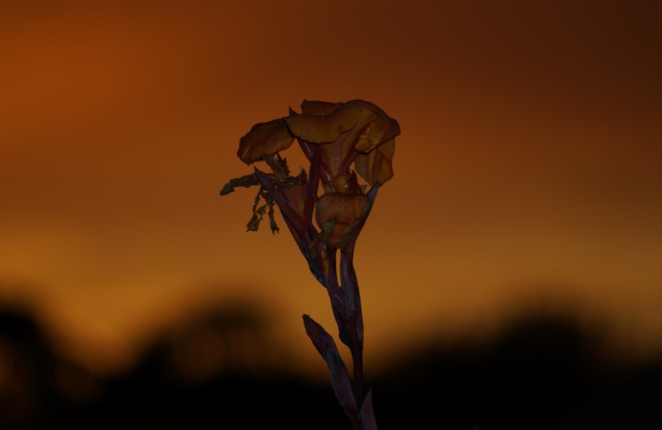 Canna lily backlit against a dark orange sky