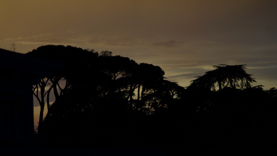 Umbrella pine trees silhouetted against a dark sunset