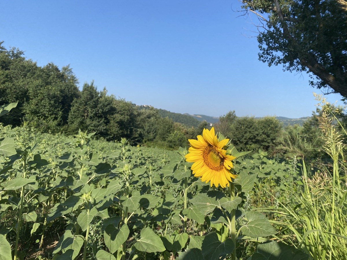 A single sunflower bloom closer to the edge of a field of immature plants with woods and hills in the distance