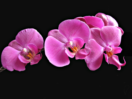 Orchid flower 02