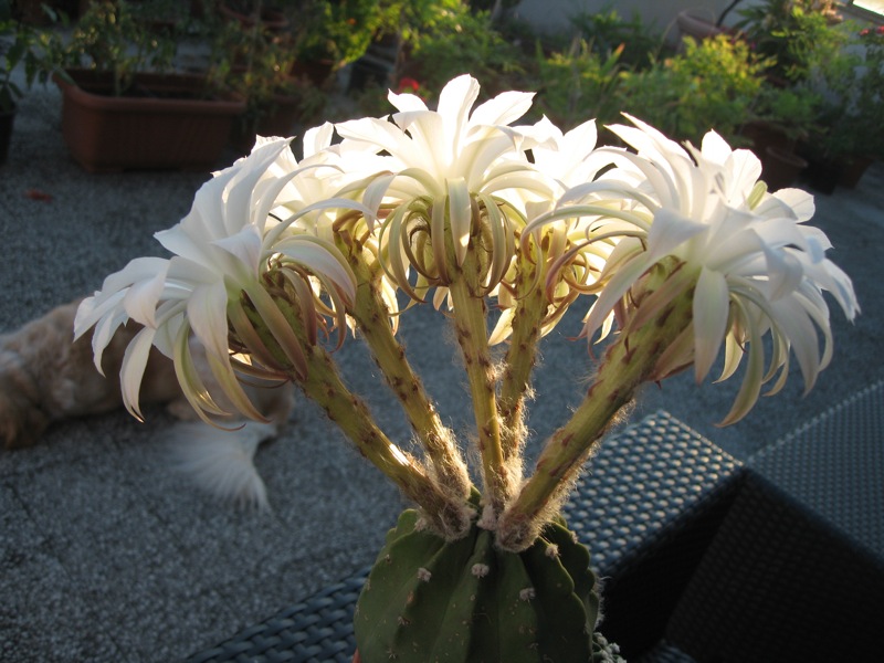 Six opened flowers on a barrel-shaped cactus